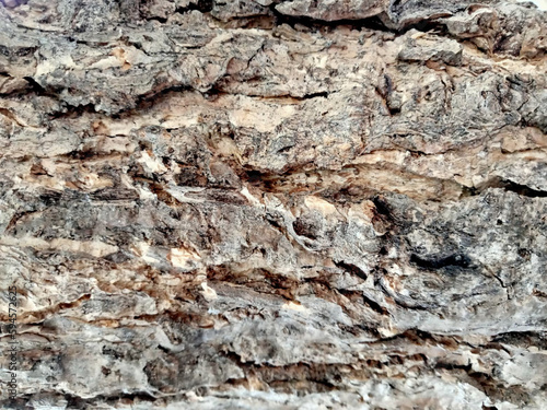 The surface of the old trees has many cracks.