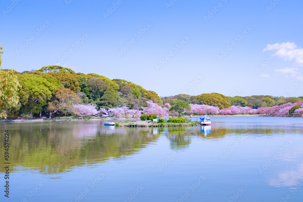 Obraz premium 池の周りに咲く桜