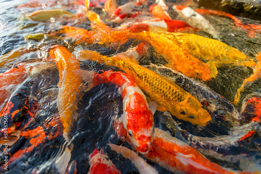Overhead view of koi carps swimming in pond, Vietnam Overhead view of koi carps swimming in pond, Vietnam