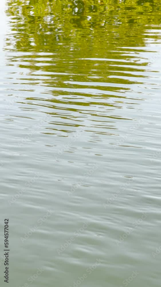 Green treetops reflecting of the Nissan river water surface in Halmstad, Sweden. vertical video Green treetops reflecting of the Nissan river water surface in Halmstad, Sweden. vertical video