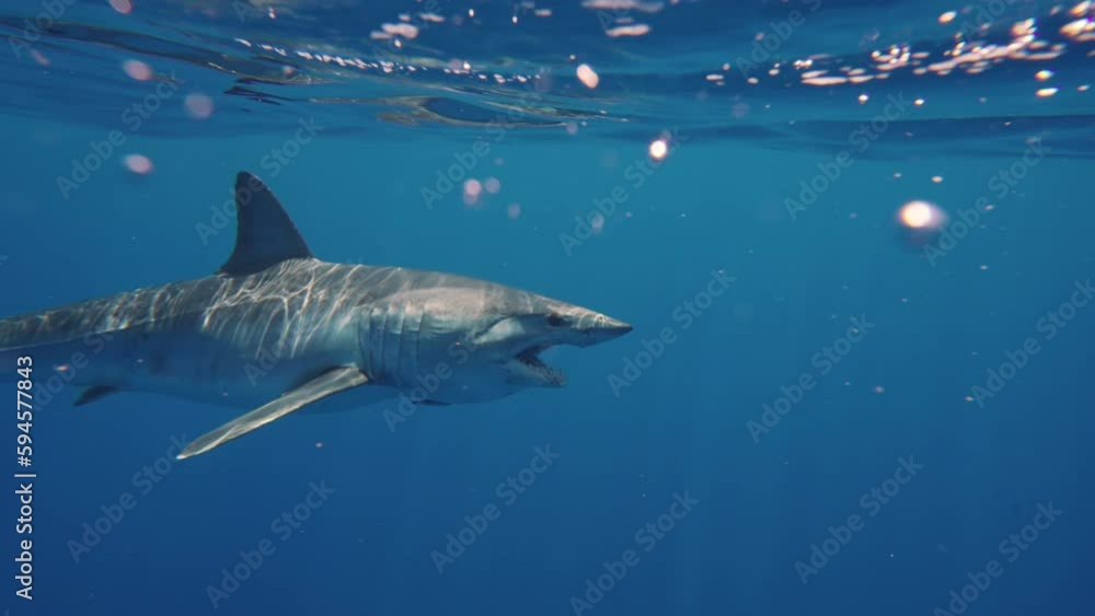 Closeup of great white shark mako swimming underwater in front of