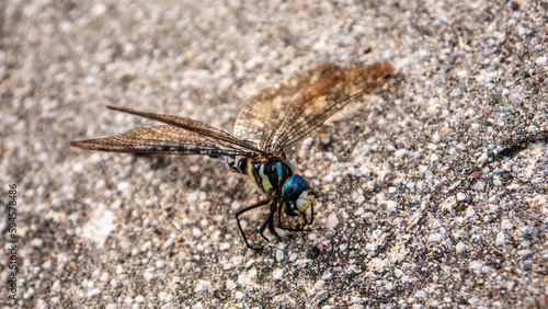 Black and shiny blue body dragonfly on asphalt surface close up front angle view