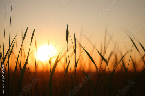 Close-up of a morning grass against sunrise.