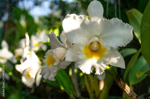 Fototapeta Naklejka Na Ścianę i Meble -  White orchids that grow in a row
