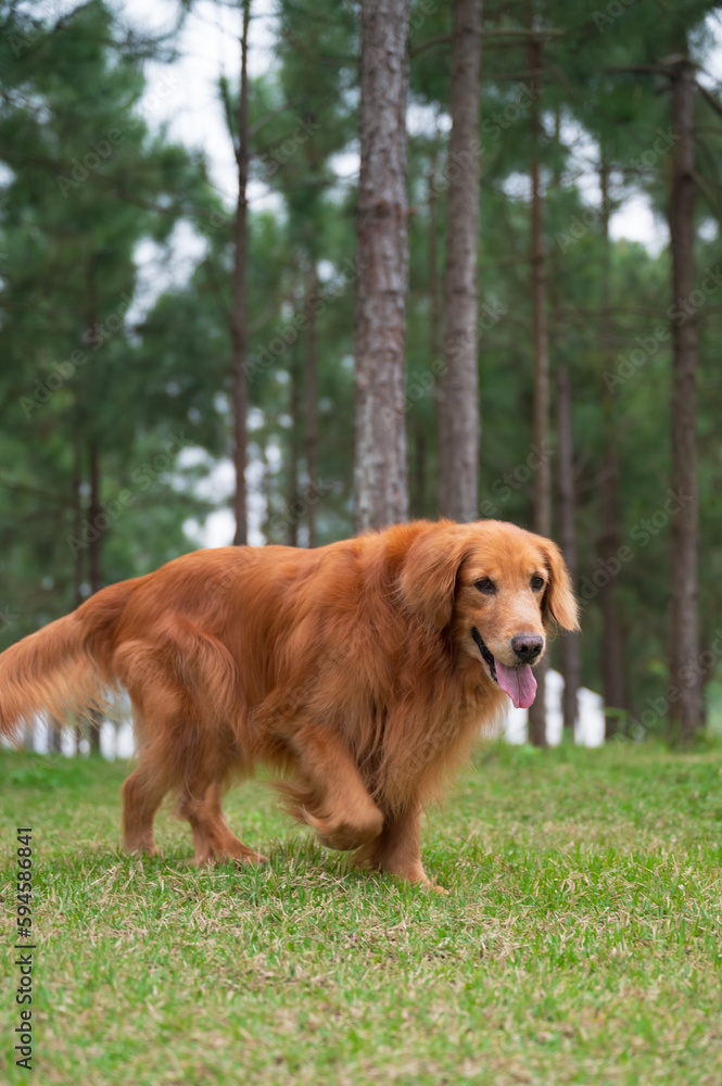 Golden retriever walking in the woods Golden retriever walking in the woods