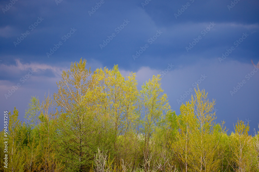 beautiful landscape with poplars under the cloudy sky