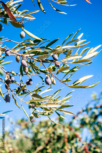 Branches of an olive tree with ripe black olives against a bright blue sky