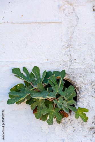 A fig grows out of a pipe in a white concrete wall