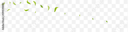 Olive Greens Swirl Vector White Panoramic