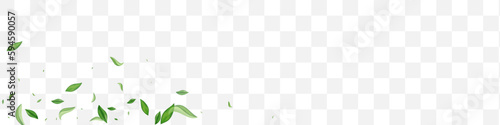 Olive Greens Tree Vector Transparent Panoramic