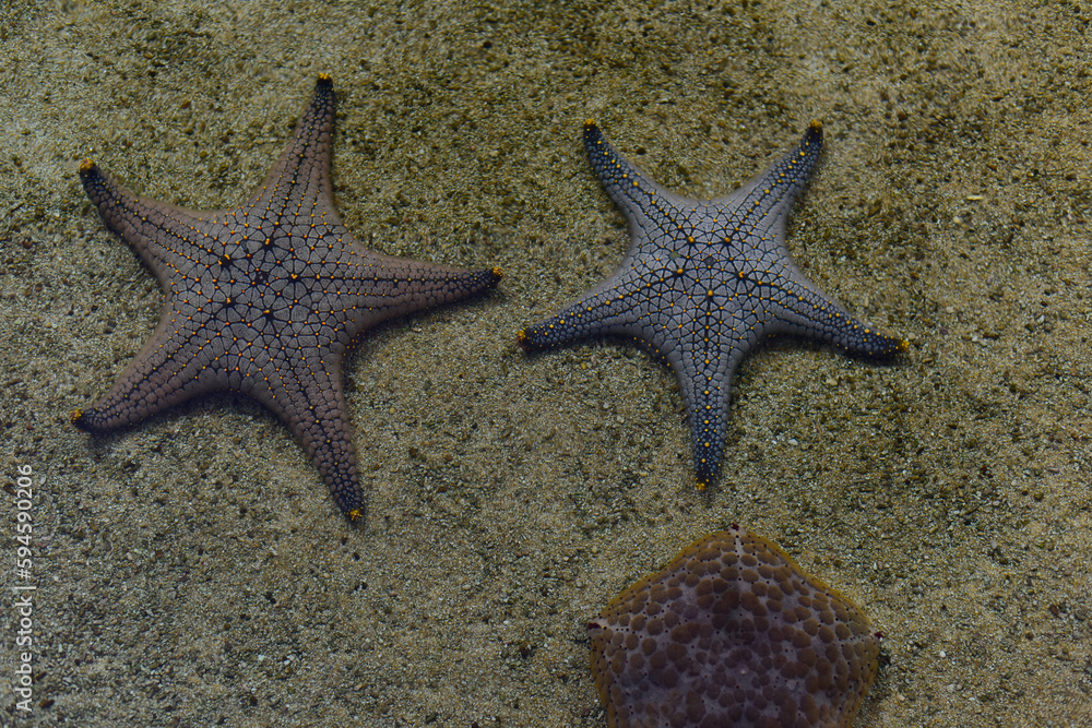Starfish underwater on the sandy ocean floor. Starfish underwater on the sandy ocean floor.