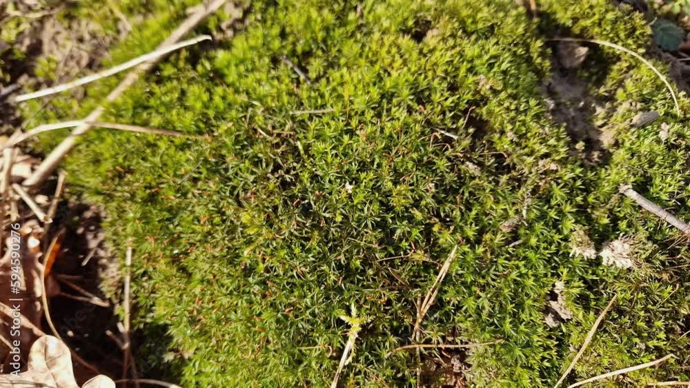 Green moss among last year's dry stems and fallen leaves Green moss among last year's dry stems and fallen leaves