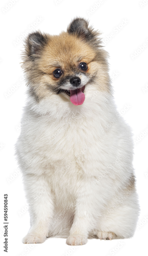 Young happy Pomeranian dog panting looking at the camera , isolated on white Young happy Pomeranian dog panting looking at the camera , isolated on white