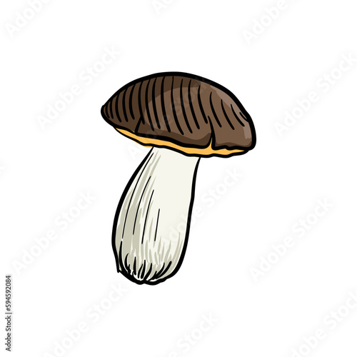 Boletus edulis, vector drawing sketch of mushroom isolated at white background,hand drawn illustration