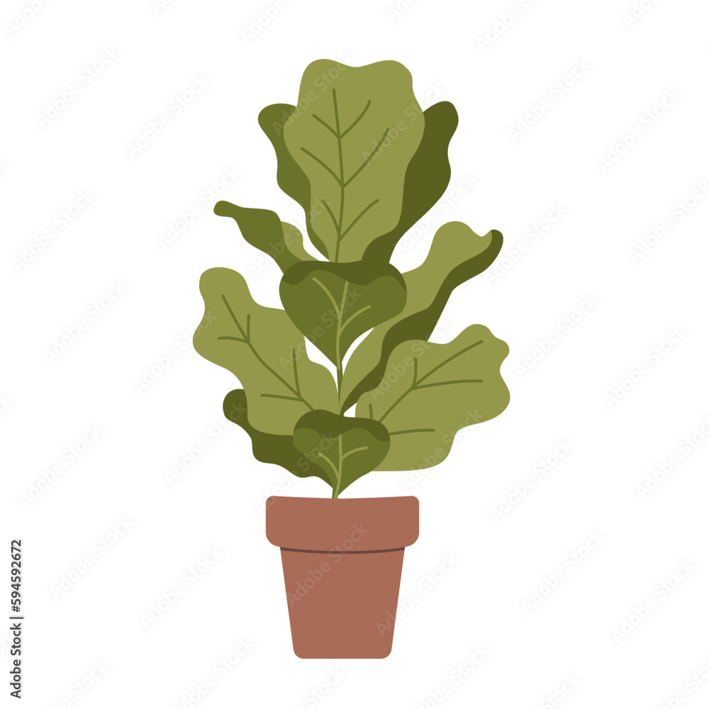 Ficus lyrata, fiddle-leaf fig in pot, cartoon style. House plants for home interior, urban jungle. Trendy modern vector illustration isolated on white, hand drawn, flat Ficus lyrata, fiddle-leaf fig in pot, cartoon style. House plants for home interior, urban jungle. Trendy modern vector illustration isolated on white, hand drawn, flat