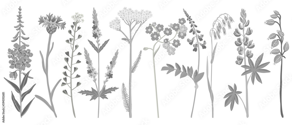gray field flowers, vector drawing wild plants at white background, floral elements, hand drawn botanical illustration gray field flowers, vector drawing wild plants at white background, floral elements, hand drawn botanical illustration