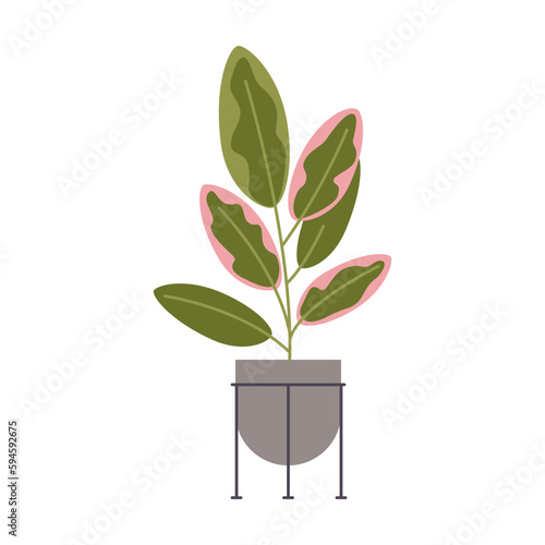 Ficus elastica, the rubber fig, cartoon style. House plants for home interior, urban jungle. Trendy modern vector illustration isolated on white, hand drawn, flat