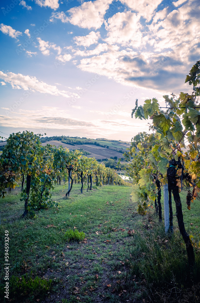 Naklejka premium vineyard in autumn