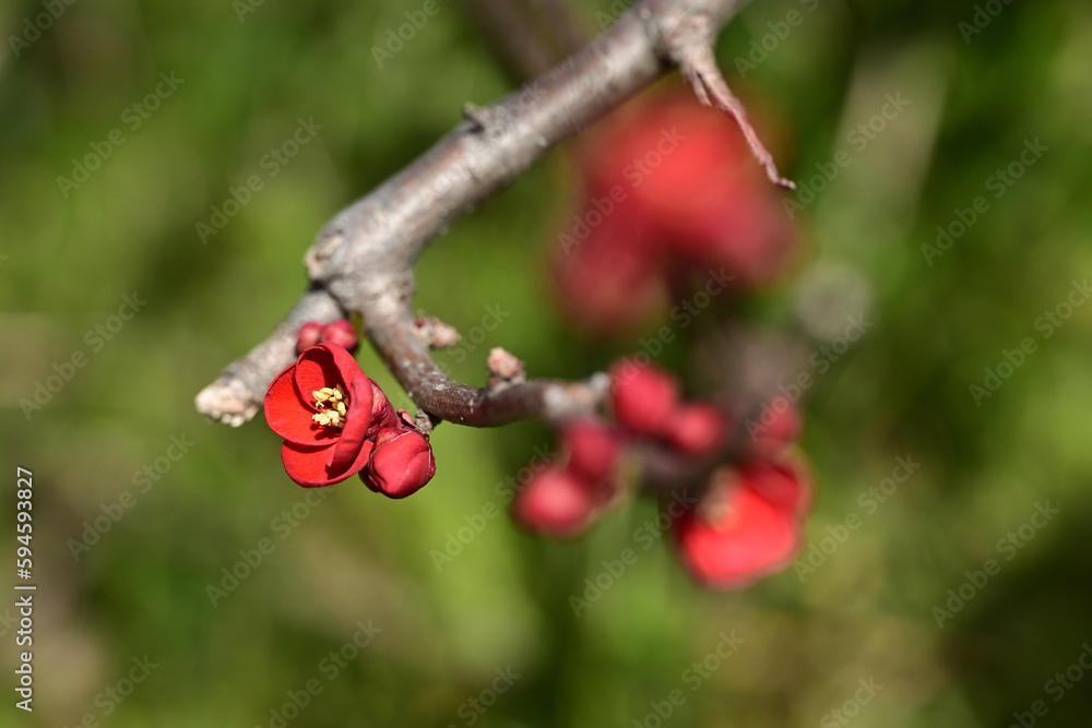 Beautiful red flowers of Japanese quince
Beautiful red flowers of Japanese quince
