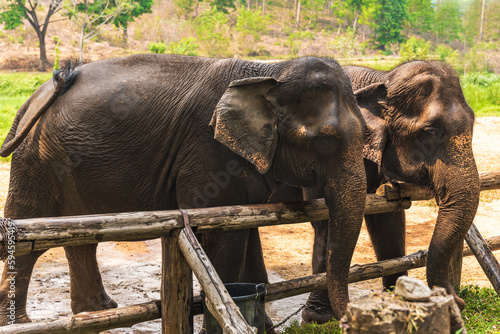 Asian Elephants enjoy eating grass in elephant sanctuary of Chiang Mai, Thailand