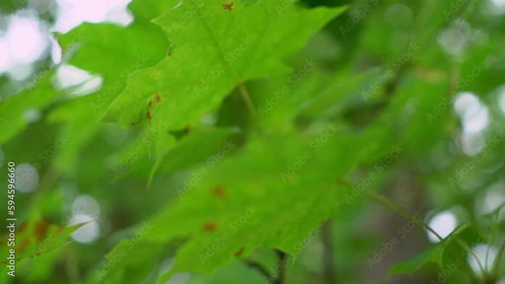 Green leaf on a tree in park. Summer cloudy day. Nature and plant. Green leaf on a tree in park. Summer cloudy day. Nature and plant.
