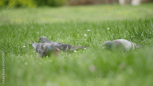 Several pigeons pecking seeds and insects in the meadow on a rainy spring day. Bulgaria, Europe animals, birds habitat. photo