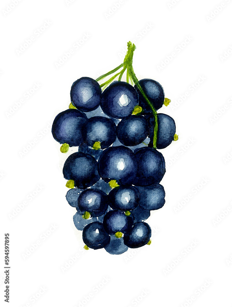 
Watercolor painting. Black currant isolated on white background.
