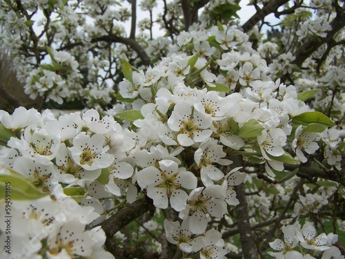 fleur printemps photo