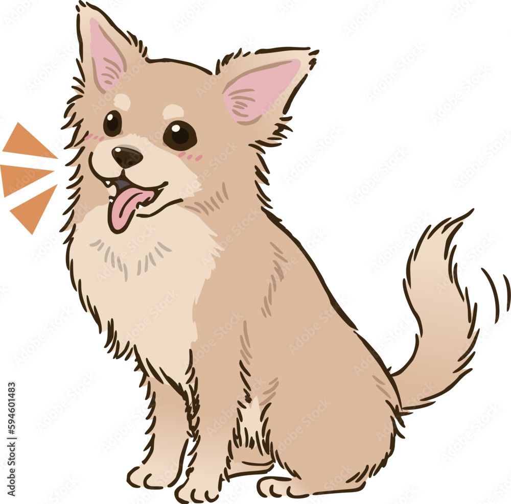 喜ぶチワワ（ロングコート、クリーム）