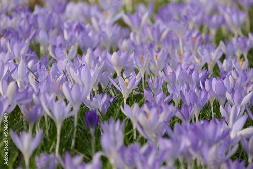 Ein Feld mit Fr  hlings-Krokusbl  ten  Crocus vernus   dabei einzelne im Fokus