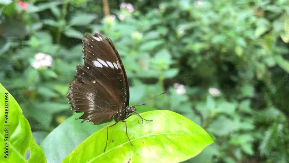 Tropical butterfly sitting on a leaf in nature Tropical butterfly sitting on a leaf in nature