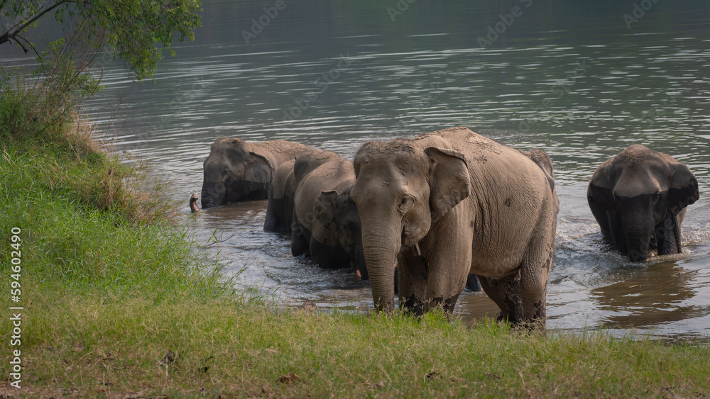 Group of Asian elephants takes a bath happily in the large ponds of natural forest on the mountain travel destination attraction elephant is a famous and popular eco-tour in Northern Thailand. Group of Asian elephants takes a bath happily in the large ponds of natural forest on the mountain travel destination attraction elephant is a famous and popular eco-tour in Northern Thailand.