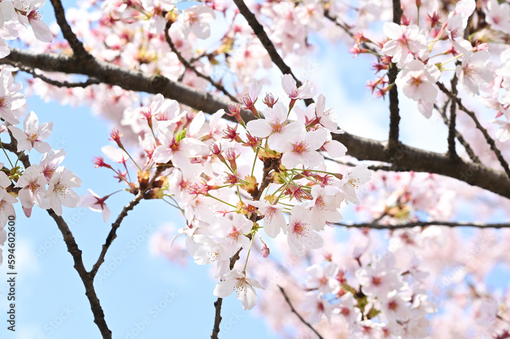 Sakura flower in Japan