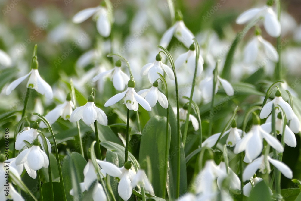 Schneeglöckchen (galanthus) in einer Gruppenanpflanzung, teilweise mit Fokus auf die einzelne Blüte. Schneeglöckchen (galanthus) in einer Gruppenanpflanzung, teilweise mit Fokus auf die einzelne Blüte.