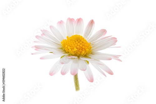 White flower, isolated blossom of a daisy, bellis perennis