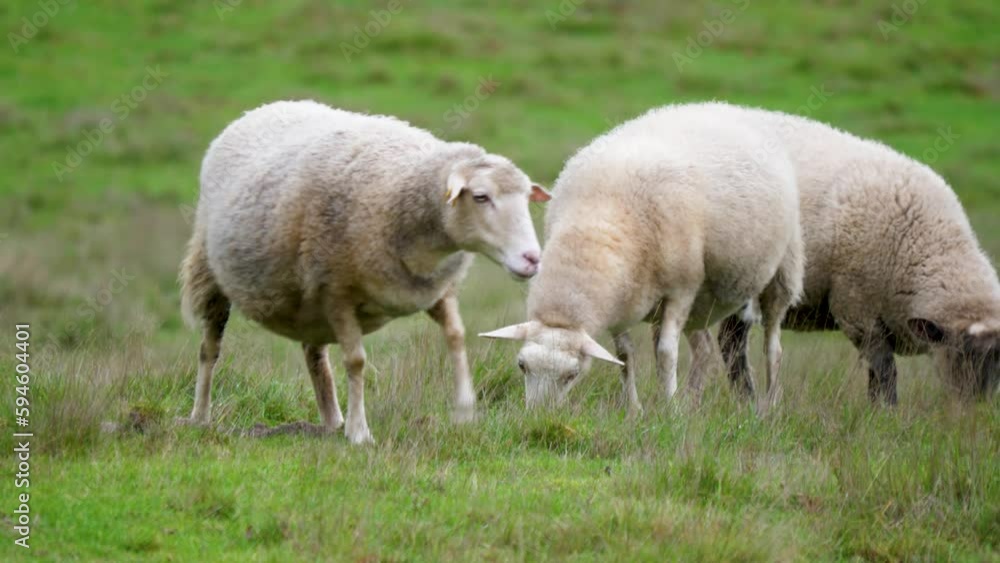 Sheep stares off into distance as others graze in grassy field, spain Sheep stares off into distance as others graze in grassy field, spain