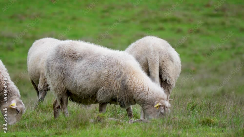Sheep graze hungrily in field, walking and chewing ourense, sandiás, spain Sheep graze hungrily in field, walking and chewing ourense, sandiás, spain