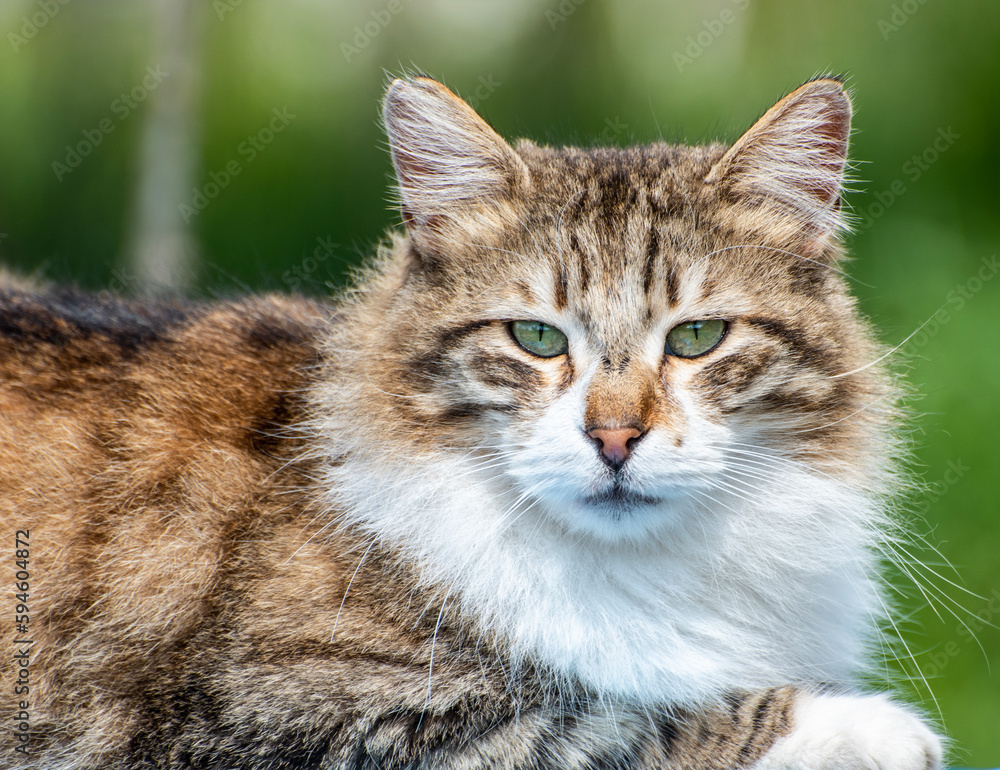 Cat portrait with green background. Cat portrait with green background.