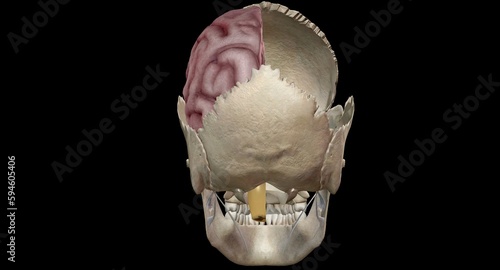The floor of the cranial cavity is divided into three distinct d photo
