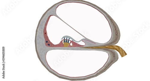 The cochlea is the p of the inner ear involved in hearing.