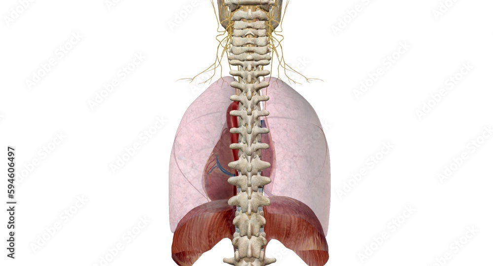 The main respiratory muscles are the diaphragm, intercostals and