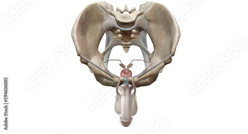 The male reproductive system includes the interior, including the prostate gland, vas deferens, and urethra.