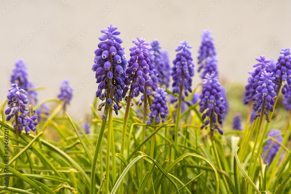 Obraz premium grape hyacinth (muscari armeniacum)