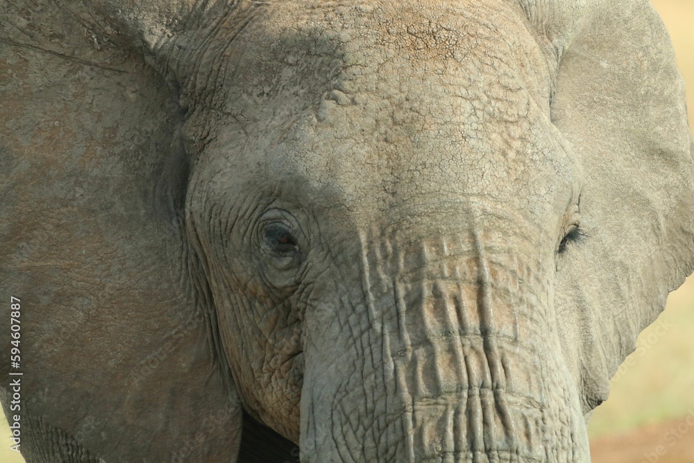 Close up shot of an African Elephant standing in open grassland. Close up shot of an African Elephant standing in open grassland.