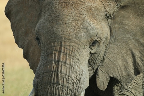 Close up shot of an African Elephant standing in open grassland 