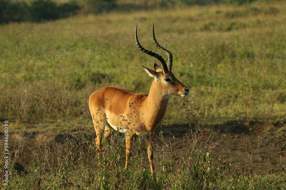 Naklejka premium Majestic antelope peacefully standing in a lush, green field of grass and vegetation