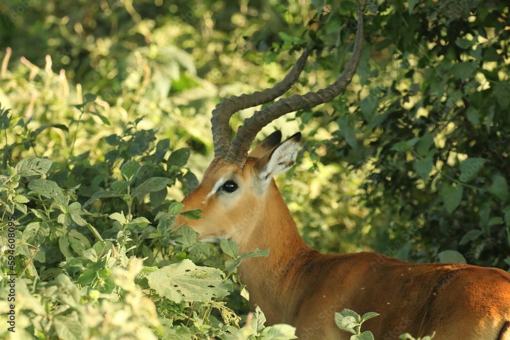Antelope stands near a dense bush, grazing on vegetation Antelope stands near a dense bush, grazing on vegetation