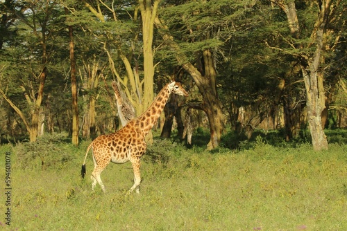 African giraffe standing amidst a grassy field with luscious trees in the background