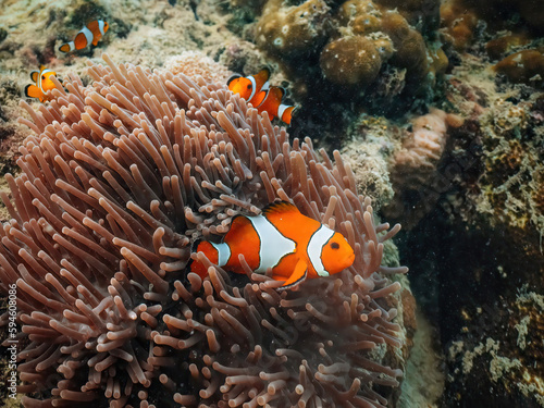 A clown anemonefish in colorful anemone underwater.