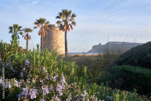 poetto beach with tower and palm tree and flowers in front of it - spring summer season - Cagliari - Sardinia photo